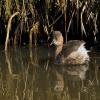 Little Grebe